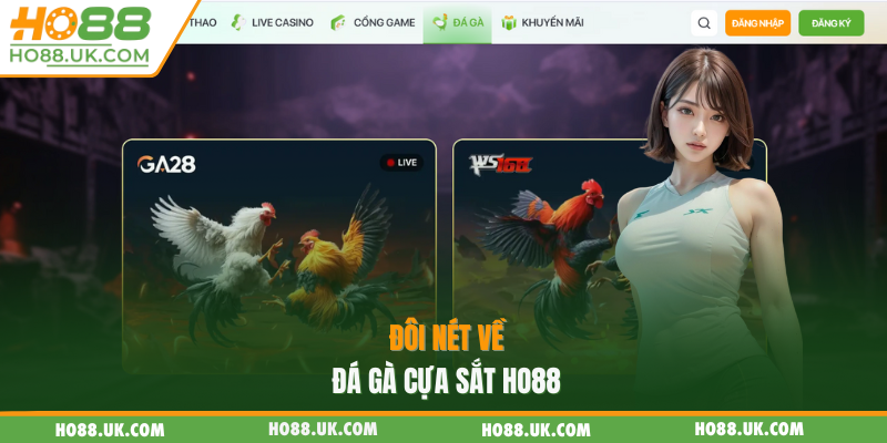 Đôi nét về đá gà cựa sắt HO88