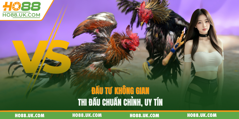 Đá Gà Thomo HO88 - Sảnh Đấu Kịch Tính, Trải Nghiệm Giải Trí Đỉnh Cao🐓🔥 1 Đầu tư không gian thi đấu chuẩn chỉnh, uy tín