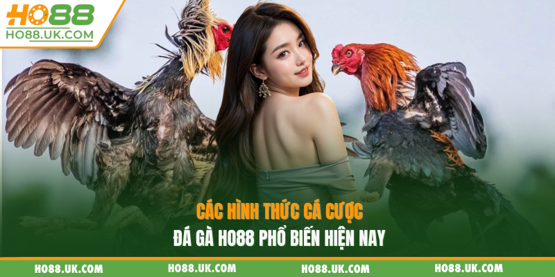 Các hình thức cá cược đá gà HO88 phổ biến hiện nay