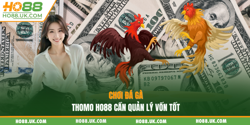 Đá Gà Thomo HO88 - Sảnh Đấu Kịch Tính, Trải Nghiệm Giải Trí Đỉnh Cao🐓🔥 3 Chơi đá gà thomo HO88 cần quản lý vốn tốt