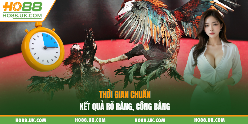 Đá Gà Thomo HO88 - Sảnh Đấu Kịch Tính, Trải Nghiệm Giải Trí Đỉnh Cao🐓🔥 2 Thời gian chuẩn, kết quả rõ ràng, công bằng